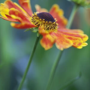 Sneezeweed, Helenium Goldrausch, One open flower with red and orange petals