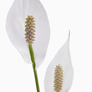 spathiphyllum wallisii, lily, peace lily