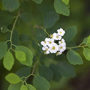 Spirea, Spirea nipponica Snowmound, White coloured flowers growing outdoor