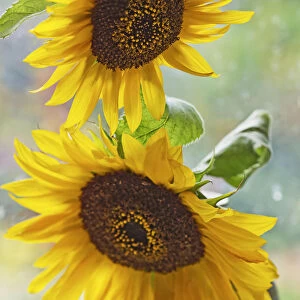 sunflower, helianthus