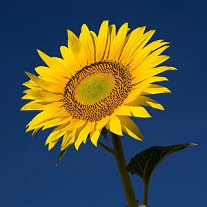 sunflower, helianthus annuus
