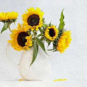 Sunflower, Helianthus annuus in jug vase. Artistic textured layers added to image to produce a painterly effect