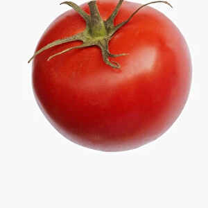 Tomato, Beef tomato, Lycopersicon cultivar, Studio shot of red fruit against white background
