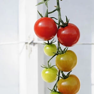Tomato, Lycopersicon, Lycopersicon esculentum Belriccio