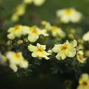 Tormetil, Potentilla erecta, Yelloow coloured flowers growing outdoor