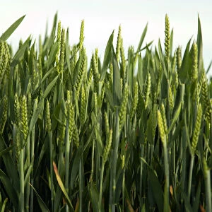 triticum cultivar, wheat, green subject
