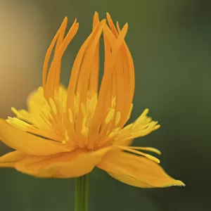 trollius chinensis, globeflower, orange subject