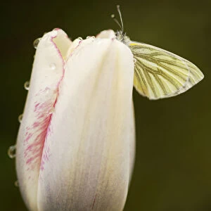 Tulip, Tulipa Affaire, Closed white cream flower tinged with pink