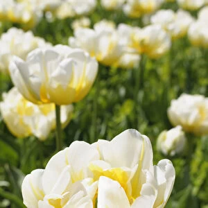 Tulip, Tulipa, Tulipa Flaming Evita