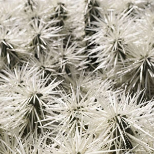 Tunicata cactus, Opuntia, Opuntia tunicata