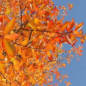 Tupelo, Nyssa sylvatica, Vibrant orange autumn leaves against blue sky