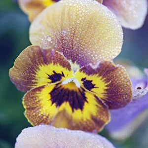 Viola, Viola cornata Deltini series Honey bee, A frosted bronze, brown