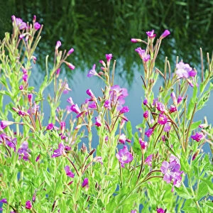 Wildflowers Along the Canal Bank