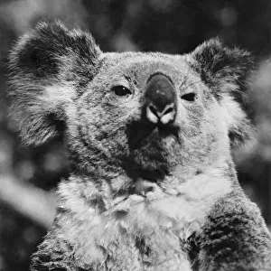 Animals Koala Bears. Look straight at the camera and smile, please