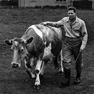 Boxer Wally Thom seen here herding in a cow on his West Kirby farm. May 1956 P012369