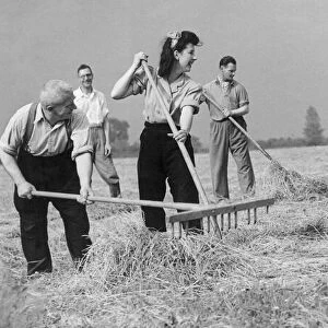 Land army girls gathering the hay in the fields during World War Two June 1943