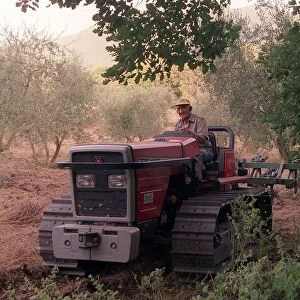Olive Farmer known as a Contadino cleaning an Olive grove in the hills of Monte Sabbini