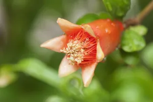 1 Beauty in Nature Bloom Botany Broadleaf Caucasus indigenous 1 Beauty in Nature Bloom Botany Broadleaf Caucasus indigenous