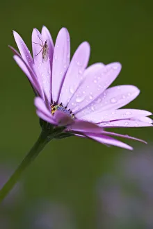 African daisy, Osteospermum Serenity purple, Close side view of a mauve flower with African daisy, Osteospermum Serenity purple, Close side view of a mauve flower with