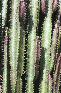 African Milk Tree, Euphorbia trigona f. Rubra, Several angled spikey stems of the African Milk Tree, Euphorbia trigona f. Rubra, Several angled spikey stems of the