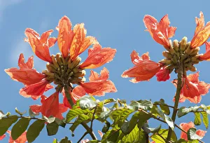 African tuliptree Spathodea campanulata Orange African tuliptree Spathodea campanulata Orange
