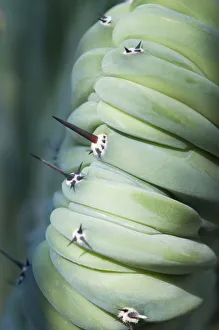 All-over Colour Beauty in Nature Botany Close-up All-over Colour Beauty in Nature Botany Close-up
