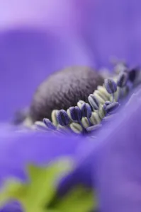 anemone coronaria de caen, anemone anemone coronaria de caen, anemone