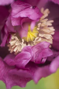 Annual Biennial Flowering season Spring Flowering season Summer Annual Biennial Flowering season Spring Flowering season Summer