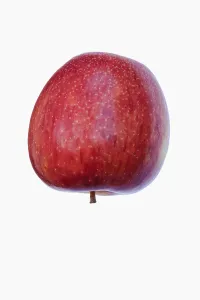 Apple, Malus domestica Braeburn, Studio shot of red fruit against white background Apple, Malus domestica Braeburn, Studio shot of red fruit against white background