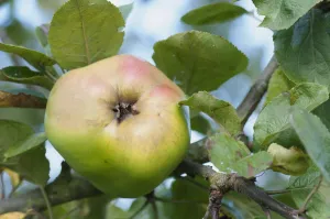 Apple, Malus domestica Catshead, Single fruit of cooking apple, with leaves Apple, Malus domestica Catshead, Single fruit of cooking apple, with leaves