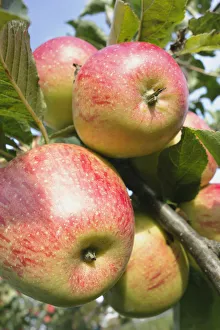 Apple, Malus domestica Tydmans late orange,Close view from beneath of several of Apple, Malus domestica Tydmans late orange,Close view from beneath of several of