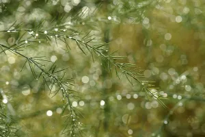Asparagus Fern Asparagus Fern