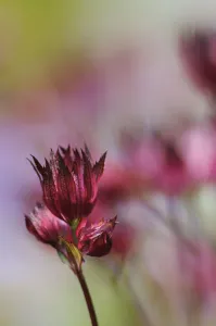 astrantia carniolica rubra, masterwort, dwarf red masterwort astrantia carniolica rubra, masterwort, dwarf red masterwort
