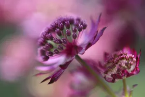 astrantia major hadspen blood, astrantia, masterwort, red subject astrantia major hadspen blood, astrantia, masterwort, red subject