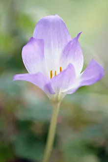 Autumn crocus, Colchicum Rosy Dawn, Close side view of one flower with mauve tinged Autumn crocus, Colchicum Rosy Dawn, Close side view of one flower with mauve tinged