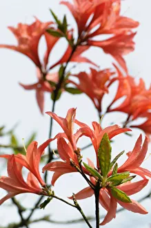 Azalea, Rhododendron Kosters Brilliant Red Azalea, Rhododendron Kosters Brilliant Red