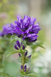 Bellflower, Campanula lingulata, Close up of purple coloured flower growing outdoor Bellflower, Campanula lingulata, Close up of purple coloured flower growing outdoor