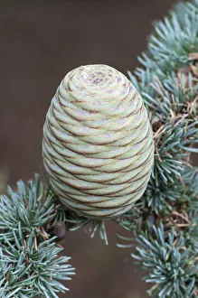 Blue atlas cedar, Cedrus atlantica Glauca Group, A cone hanging on a branch showing the Blue atlas cedar, Cedrus atlantica Glauca Group, A cone hanging on a branch showing the