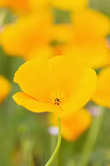 Californian tree poppy, Romneya, Romneya coulteri Californian tree poppy, Romneya, Romneya coulteri