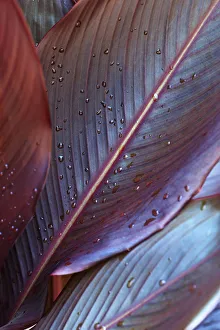 Canna lily, Indian shot, Canna x generalis, Close up showing pattern of leaf with water droplets Canna lily, Indian shot, Canna x generalis, Close up showing pattern of leaf with water droplets
