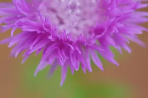 centaurea nigra, knapweed centaurea nigra, knapweed