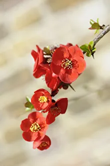 Chaenomeles Jane Taudevin Chaenomeles Jane Taudevin