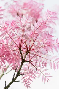 Chinese toon, Toona, Toona Sinensis Flamingo Chinese toon, Toona, Toona Sinensis Flamingo