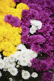 Chrysanthemum, Mass of multi coloured flowers growing outdoor Chrysanthemum, Mass of multi coloured flowers growing outdoor