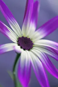 Cineraria, Pericallis x hybrida Senetti baby Magenta Bicolor Sunseneribuba Cineraria, Pericallis x hybrida Senetti baby Magenta Bicolor Sunseneribuba