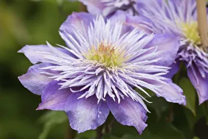 Clematis Crystal Fountain, Clematis, Clematis Crystal Fountain Clematis Crystal Fountain, Clematis, Clematis Crystal Fountain