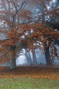 common beech common beech