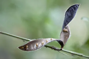 Common or wild broom, Cytisus scoparius, A ripe downy seed pod on a stem is split open Common or wild broom, Cytisus scoparius, A ripe downy seed pod on a stem is split open