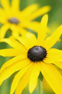 Coneflower, Black-eyed Susan, Rudbeckia, Rudbeckia fulgida var. deamii Coneflower, Black-eyed Susan, Rudbeckia, Rudbeckia fulgida var. deamii