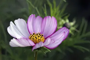 Cosmos 3 Cosmos 3